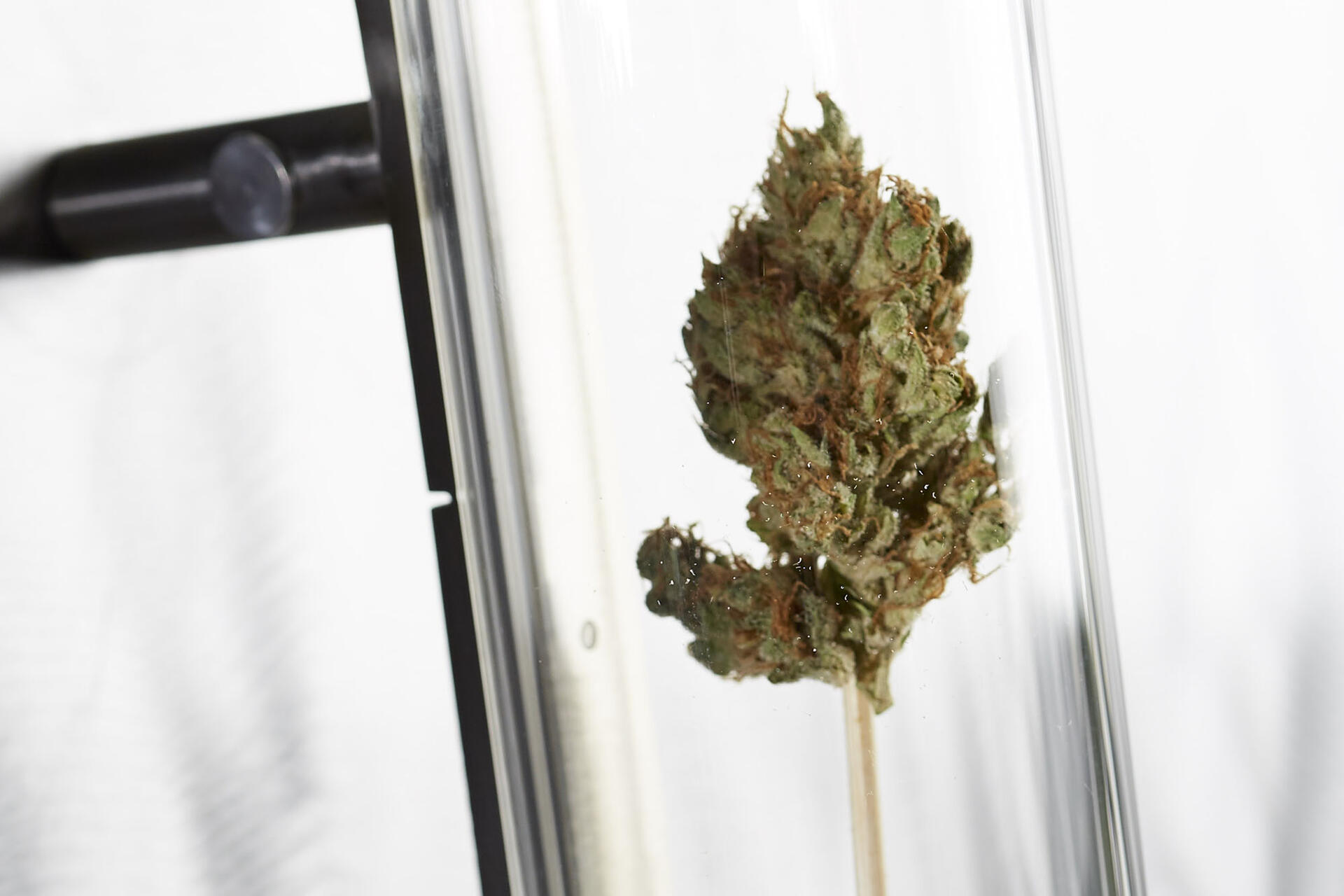 Pot While Pregnant? University of Nevada, Las Vegas